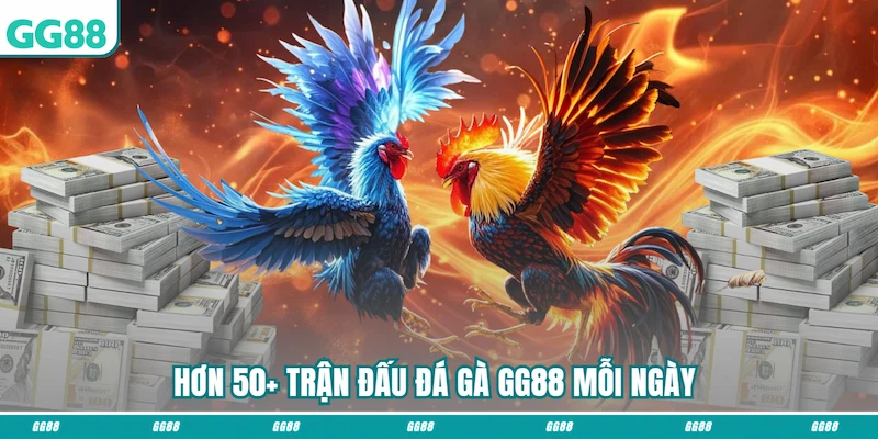 Hơn 50+ trận đấu Đá gà GG88 mỗi ngày 